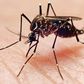 Aedes aegypti mosquito.
