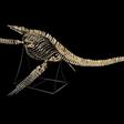 The skeleton of the nearly nine-metre-long plesiosaurus, a marine reptile with a long neck and turtle-like flippers, was discovered in a phosphate basin near the Moroccan city of Khouribga