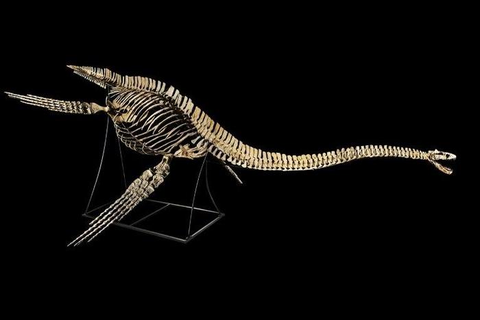The skeleton of the nearly nine-metre-long plesiosaurus, a marine reptile with a long neck and turtle-like flippers, was discovered in a phosphate basin near the Moroccan city of Khouribga