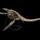 The skeleton of the nearly nine-metre-long plesiosaurus, a marine reptile with a long neck and turtle-like flippers, was discovered in a phosphate basin near the Moroccan city of Khouribga