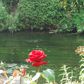 A rose by the river