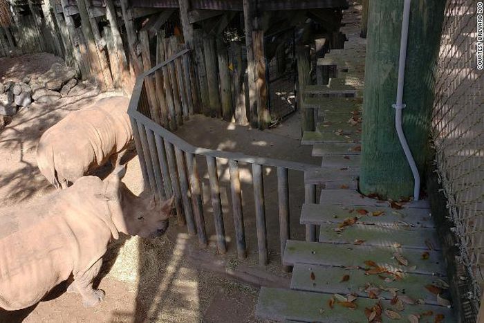 A rhino hits its snout on a child who needed to see a doctor afterwards.