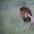 Two lions photographed mating