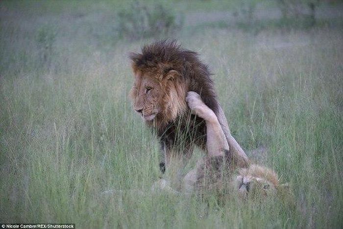 Two lions photographed mating
