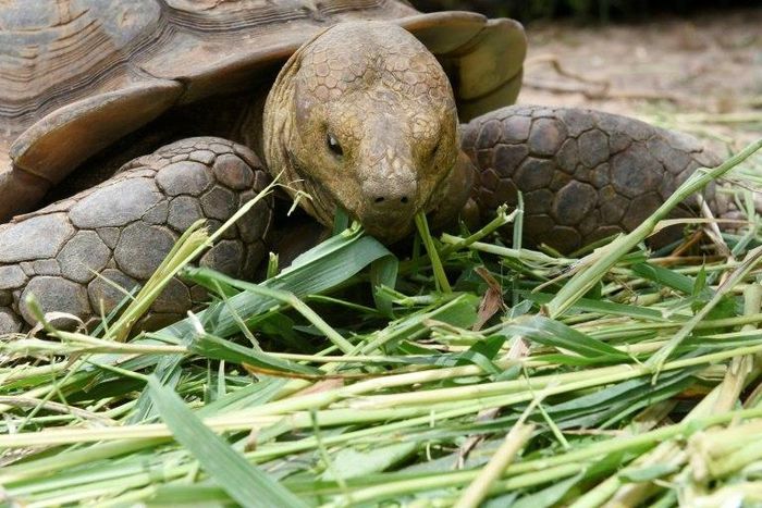 An African spurred tortoise at a turtle conservation centre in Senegal
