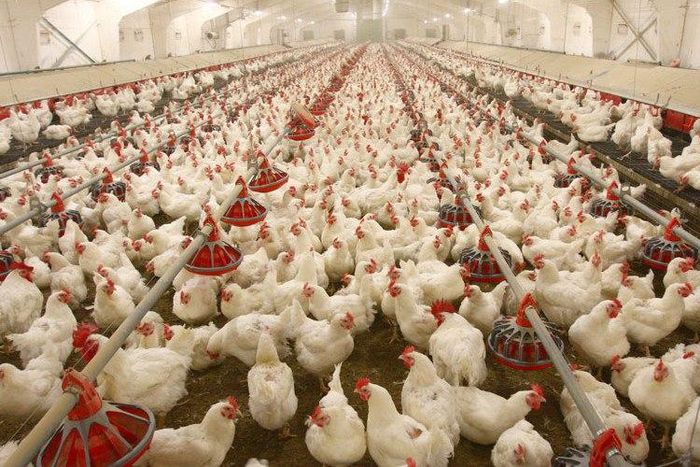 A poultry with hens, cocks and chickens