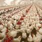 A poultry with hens, cocks and chickens