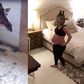 Pregnant woman impersonates April the Giraffe in hilarious video