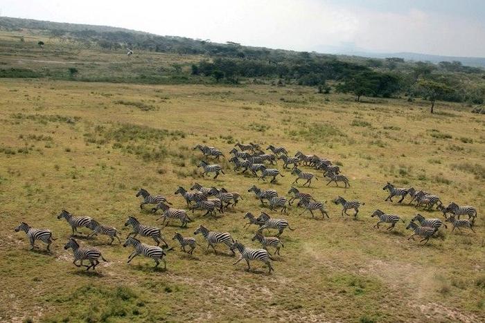 Thousands of Kenyan herders have invaded ranches, slaughtering animals and destroying pasture. Eight people have been killed in the land invasions since December
