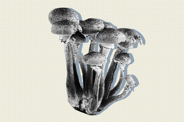 mushroom recreational drug