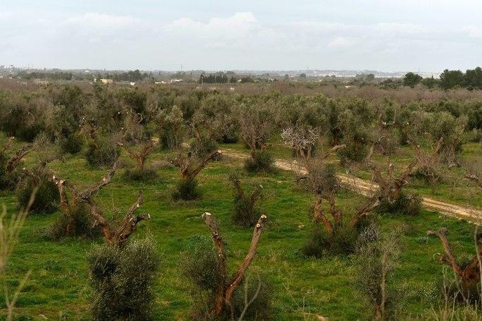 Olive trees infected by the bacteria "Xylella Fastidiosa" are seen in Italy's Puglia region in 2016