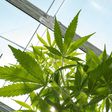Germany joins a long list of European countries that have legalised some cannabis products or decriminalised possession of small amounts of the drug