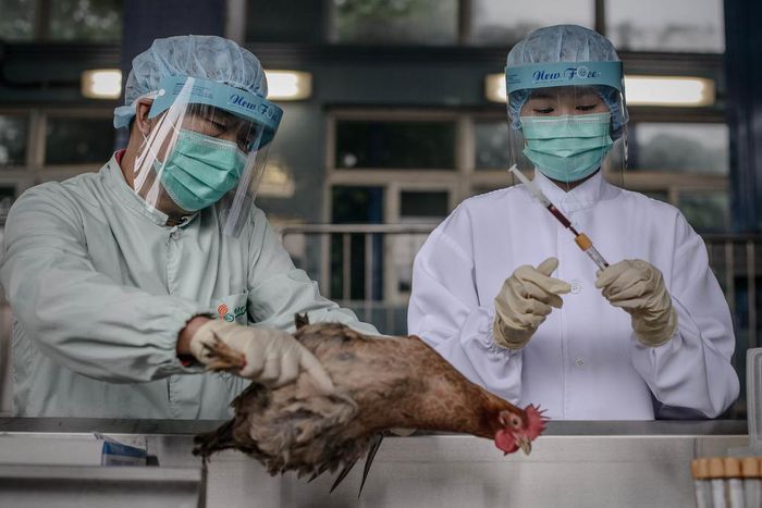 A case of bird flu has been discovered (not pictured)