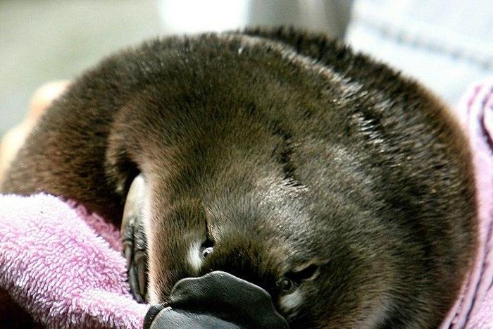 The duck-bill platypus lives in deep waterside burrows and is one of only two egg-laying mammals