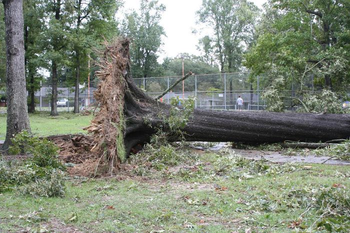 First rainfall uproots tree in Lokoja
