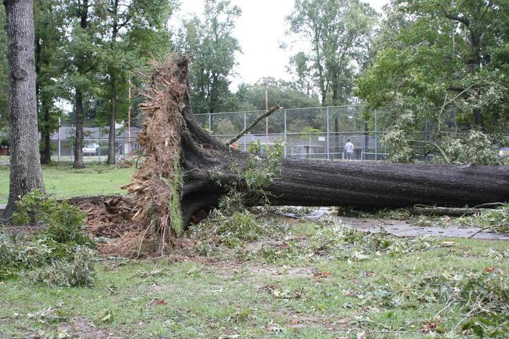 First rainfall uproots tree in Lokoja