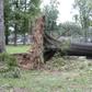 First rainfall uproots tree in Lokoja