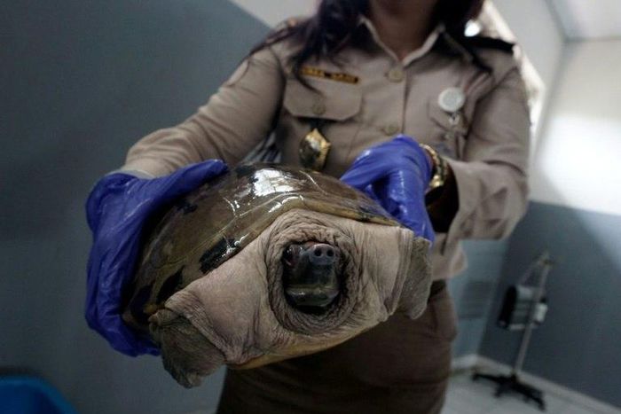 An Indonesian customs officer displays a reptile after authorities arrested a suspected wildlife smuggler from Japan