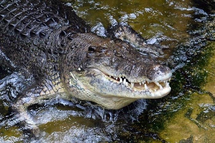 A man who accidently bumped into a crocodile while snorkeling in northern Australia escaped with minor injuries to his head as wildlife officers worked to track down the reptile