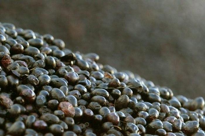 Commerce authorities in Washington have launched an investigation into the subsidization practices for Spanish olive imports, after claims that Spanish olives are subsidized improperly, hurting American companies