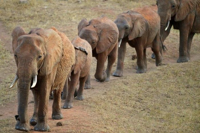 Uganda has announced a probe into possible collusion between wildlife officials and Chinese diplomats in the trafficking of ivory