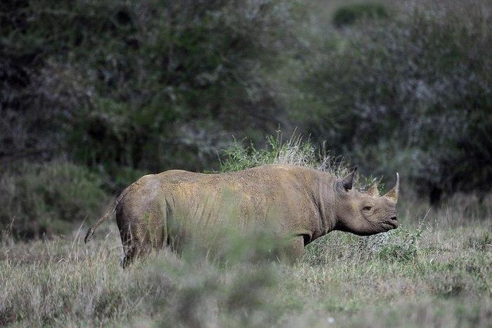 Only about 1,000 of Africa's Eastern black rhinos remain in the wild