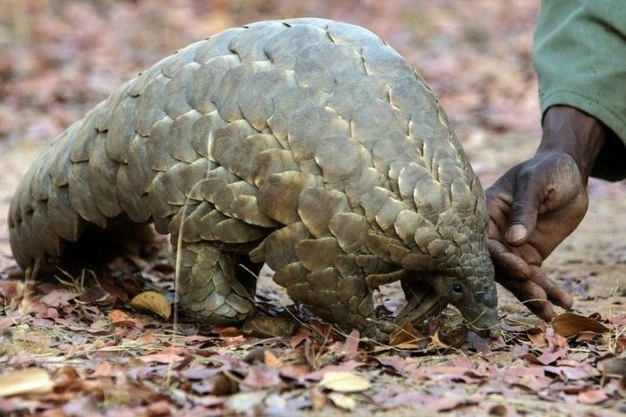 The Pangolin, an endangered species, is considered the most trafficked mammal on earth, with its scales highly prized in Vietnam and China