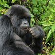 One of the mountain gorilla at the Volcanoes National Park, Rwanda's main tourism attraction. By raising the prices of permits to see the gorillas, the east African nation is seeking boost conersation and put itself at the luxury end of the market.