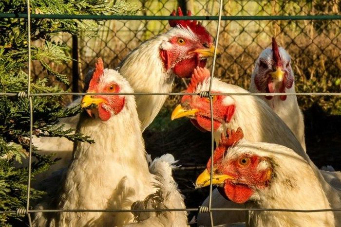 The Kenyan and Rwanda governments have banned importation of poultry and poultry products from Uganda after the avian bird flu eas detected