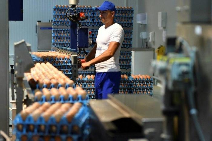 Millions of eggs have been pulled from supermarket shelves across Europe and dozens of poultry farms have closed since the news hit on August 1 that eggs contaminated with fipronil, which can harm human health, were being exported and sold