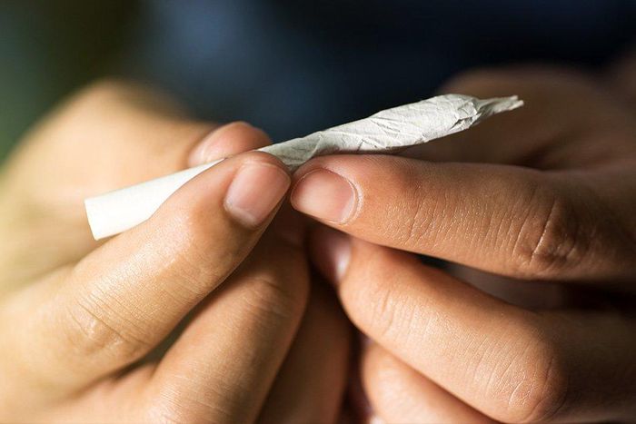 A University College London study found that a side effect of smoking cannabis is an unwillingness to engage in “work”. Of course, that all depends on whether you think watching Evil Dead 2, getting into an intense debate about whether Spider-Man exist...