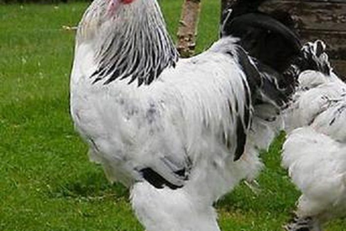 Brahma Chicken