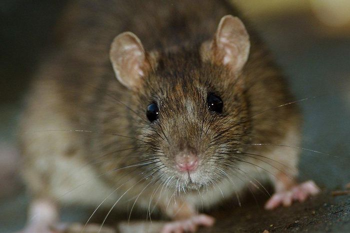 What city is most infested with rats and cockroaches?