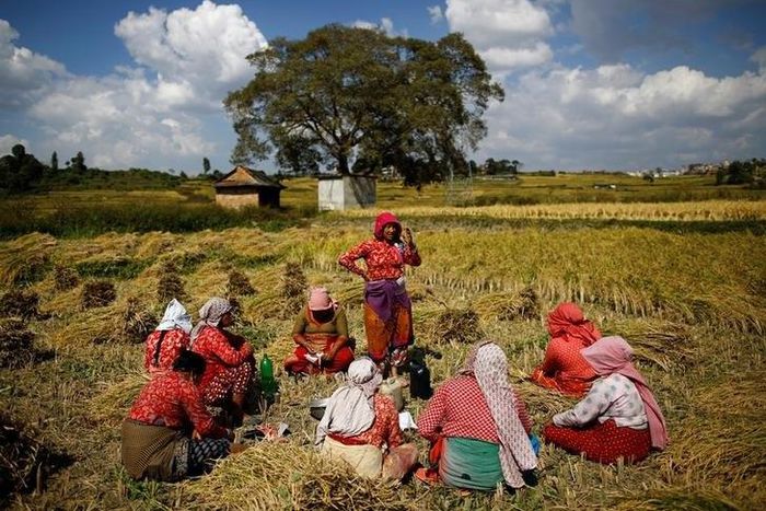 Farmers have lunch as they take a break from harvesting rice on a field in Lalitpur, Nepal October 26, 2016. REUTERS/Navesh Chitrakar