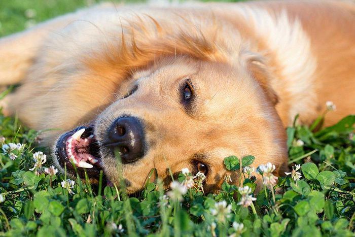 Why you should give your kid a dog instead of a sibling