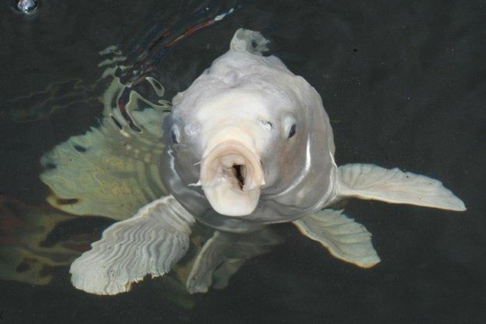 All carp are sacred in Japan, with many seeing them as symbols of luck and prosperity