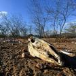 The remains of dozens of cows and donkeys pictured in a rural area of Quixeramobim, in Ceara State, northeast Brazil on February 8, 2017, during the region's worst drought in a century