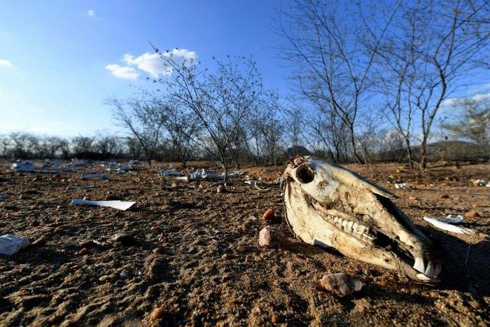 The remains of dozens of cows and donkeys pictured in a rural area of Quixeramobim, in Ceara State, northeast Brazil on February 8, 2017, during the region's worst drought in a century