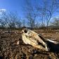 The remains of dozens of cows and donkeys pictured in a rural area of Quixeramobim, in Ceara State, northeast Brazil on February 8, 2017, during the region's worst drought in a century