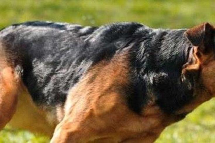 Wild dog