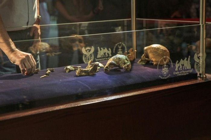 "Neo", a new fossil skeleton found in the Cradle Of Human Kind area, is prepared to be put on display in Maropeng, South Africa