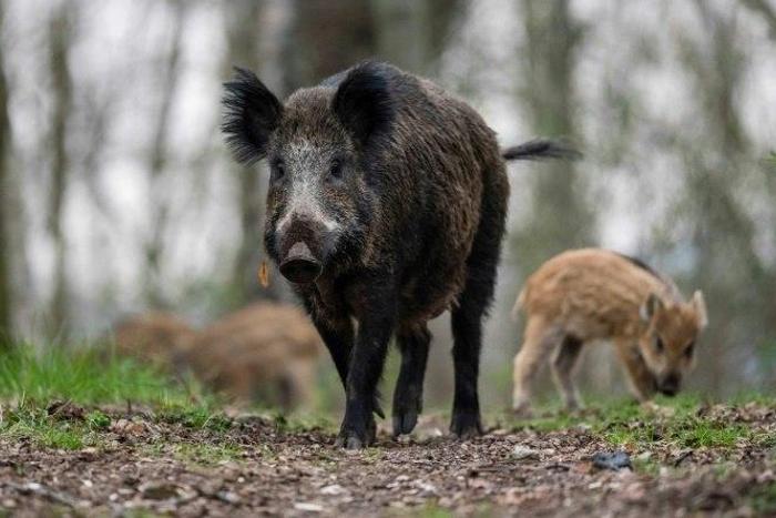 British ambassador Leigh Turner was chased by a wild boar in Austria