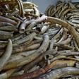 At its peak in 2014 wholesale prices for raw ivory stood at $2,100 (1,900 euros) per kg in Chinese markets, according to a report by two ivory trade experts