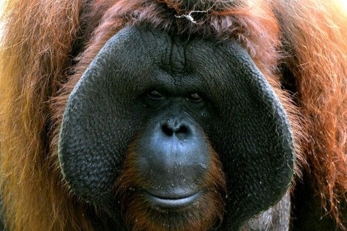 The habitat of Bornean orangutans has dwindled by over 50 percent in the past 20 years, and its population has fallen by more than 50 percent over the past 60 years, the WWF says