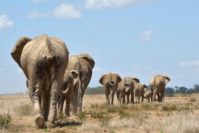 The five main drivers of wildlife decline -- in order of importance -- are habitat loss, overconsumption, pollution, invasive species and disease