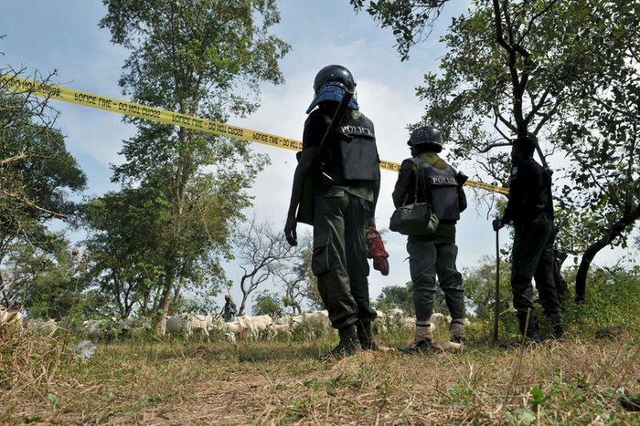 Policemen watch over cattle rescued from cattle rustlers at Dajin Gomo village of Sumaila local government area Kano, Nigeria, November 2, 2015. REUTERS/Stringer