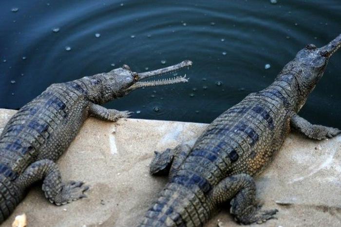 Gharials are close to extinction