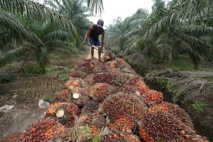 Palm oil seeds being harvested in Sumatra, Indonesia -- the edible vegetable oil is a key ingredient in goods from shampoo to biscuits