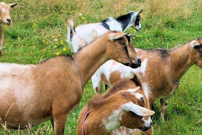 Goats (This picture is for illustration purpose)