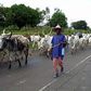 Cattle rustling: Police arraign 28-year-old alleged gang leader in Katsina